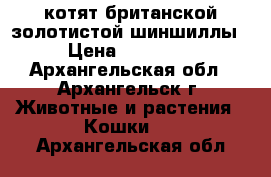 котят британской золотистой шиншиллы › Цена ­ 10 000 - Архангельская обл., Архангельск г. Животные и растения » Кошки   . Архангельская обл.